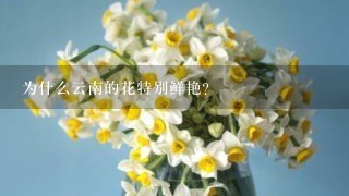 为什么云南的花特别鲜艳？