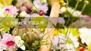 云南鲜切花主要品种