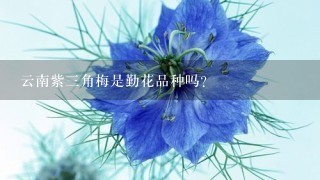 云南紫3角梅是勤花品种吗？