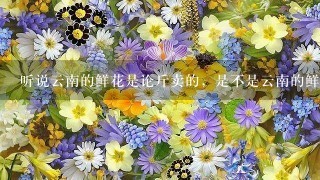 听说云南的鲜花是论斤卖的，是不是云南的鲜花产量很大啊?在全国来说占多大的比重?