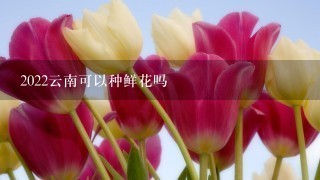 2022云南可以种鲜花吗