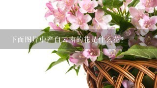 下面图片中产自云南的花是什么花？