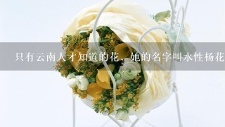 只有云南人才知道的花，她的名字叫水性杨花，在丽江
