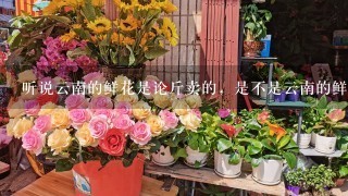 听说云南的鲜花是论斤卖的，是不是云南的鲜花产量很大啊？在全国来说占多大的比重？