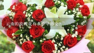 云南的玫瑰花有多少年历史?