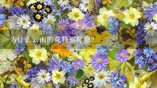 为什么云南的花特别鲜艳？