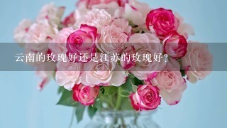 云南的玫瑰好还是江苏的玫瑰好?