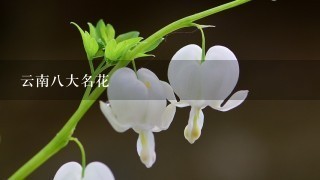 云南8大名花