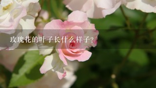玫瑰花的叶子长什么样子？