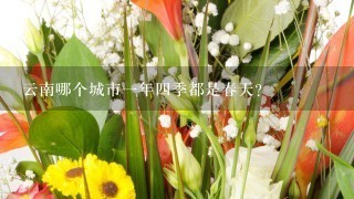 云南哪个城市1年4季都是春天？