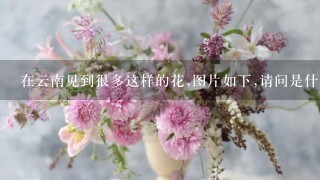 在云南见到很多这样的花,图片如下,请问是什么花?