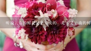 听说云南的鲜花是论斤卖的，是不是云南的鲜花产量很大啊？在全国来说占多大的比重？