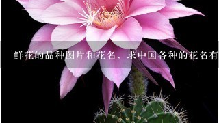 鲜花的品种图片和花名，求中国各种的花名有哪些，求