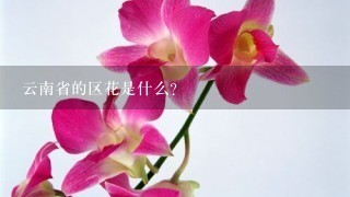 云南省的区花是什么？