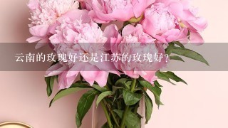 云南的玫瑰好还是江苏的玫瑰好?