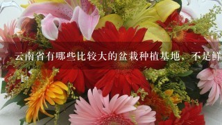 云南省有哪些比较大的盆栽种植基地，不是鲜花，最好能知道详细1点的地址？