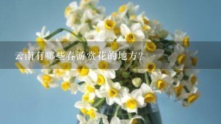 云南有哪些春游赏花的地方？