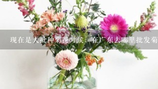 现在是大批种菊花时候，在广东去哪里批发菊花花苗？