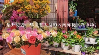 想开花店，哪里有大型的云南鲜花批发市场？