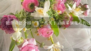 能否请您介绍一下一些关于云南采摘花卉的过程照片