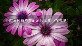 云南省种植鲜花的地区多集中在哪里