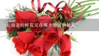 云南省的鲜花是在哪个地区种植的