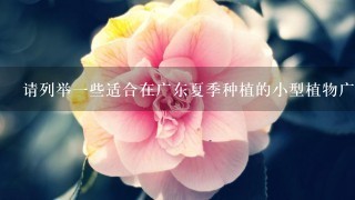 请列举一些适合在广东夏季种植的小型植物广州花市在哪里可以购买到夏季常见花卉品种