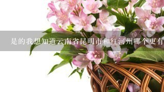 是的我想知道云南省昆明市和红河州哪个更有名生产干花鲜花呢